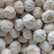 Pure white garlic