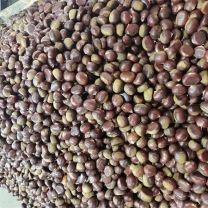 Chestnut