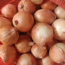 Yellow onion