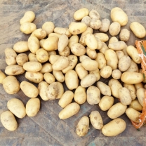 Potato