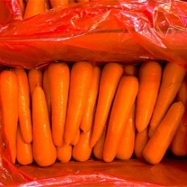 Carrot